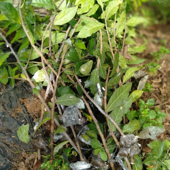 TERBATAS bibit tanaman serut bahan bonsai