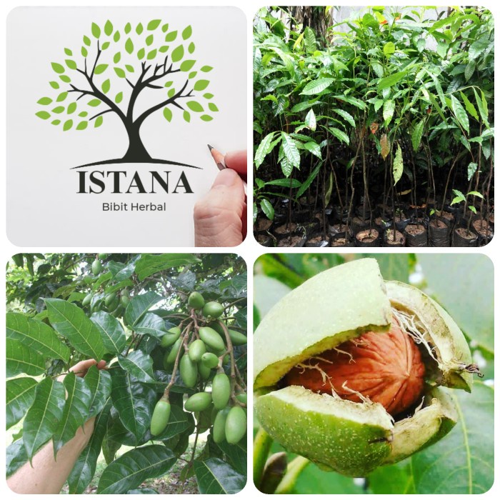 SPECIAL bibit tanaman kenari pohon buah kenari rempah herbal