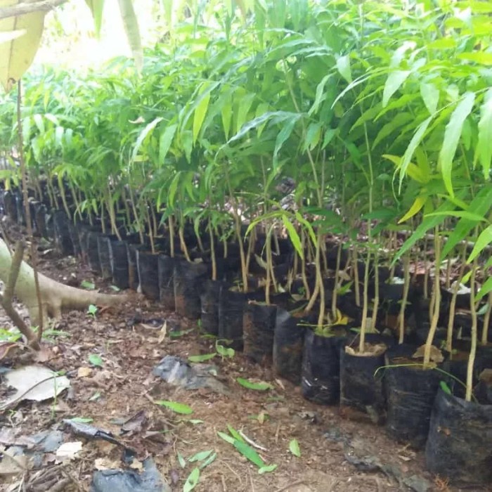 TERUJI Bibit Tanaman Langka Lerak Deterjen Alami Siap Tanam
