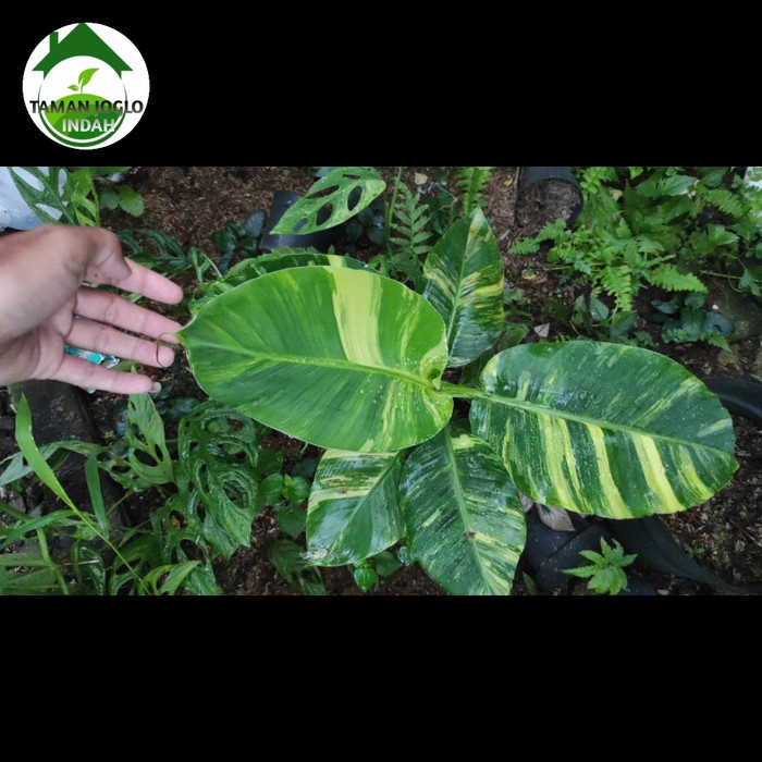 Tanaman hias pisang variegata kuning mo
