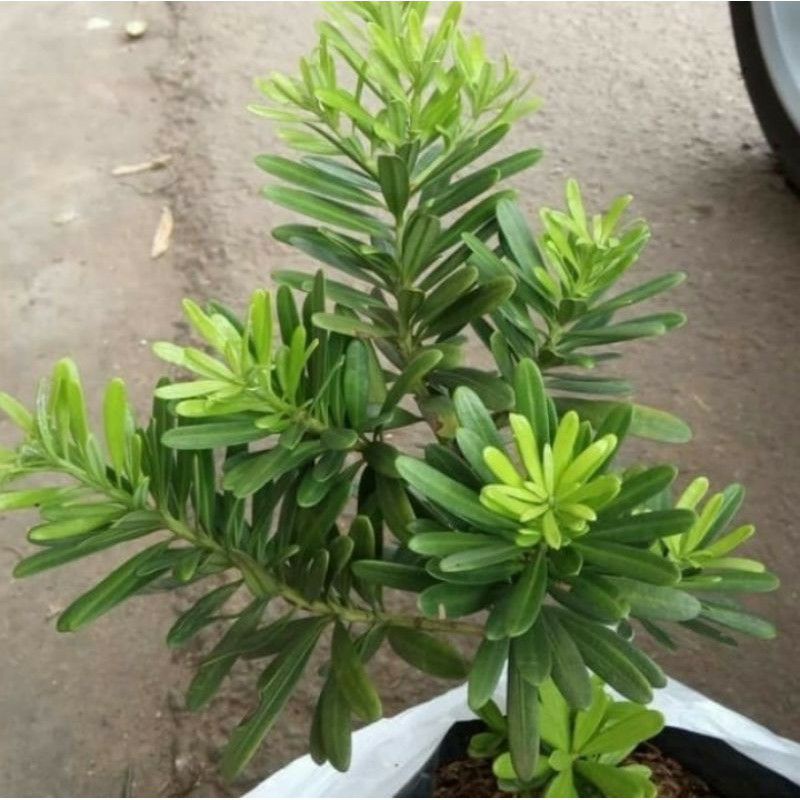 Promo tanaman lohansung cincuan bahan bonsai lohansung taiwan tanaman bonsai lohansung cincuan