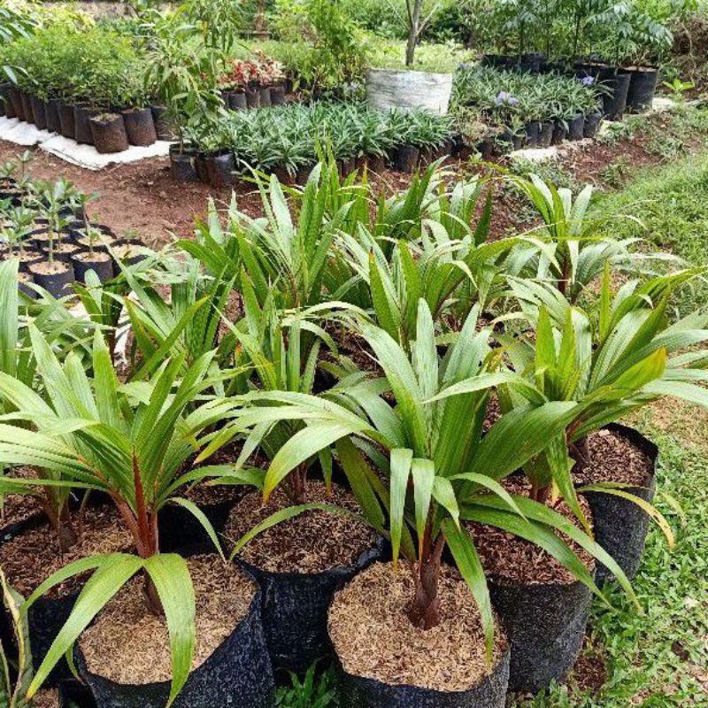 4 paket pohon palem, pohon palem sadeng pohon palem kol pohon palem botol merah pohon palem kuning