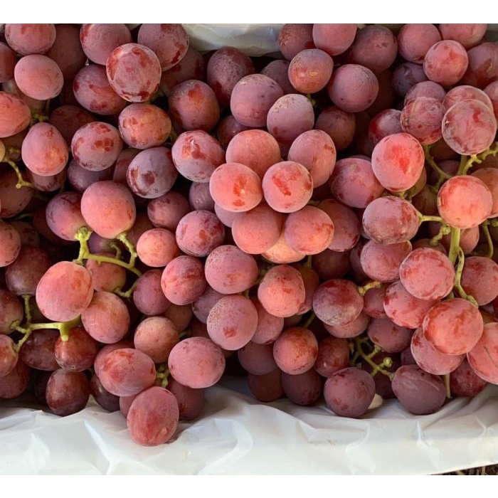 

HJK Buah Anggur Red Globe Import