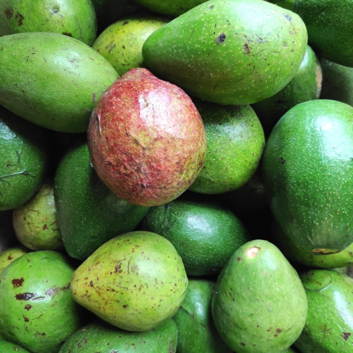 

HJK alpukat mentega probolinggo