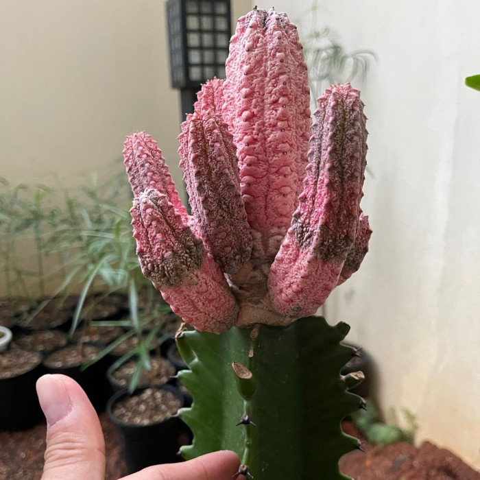 Euphorbia Abdelkuri Cv Damask - Asli