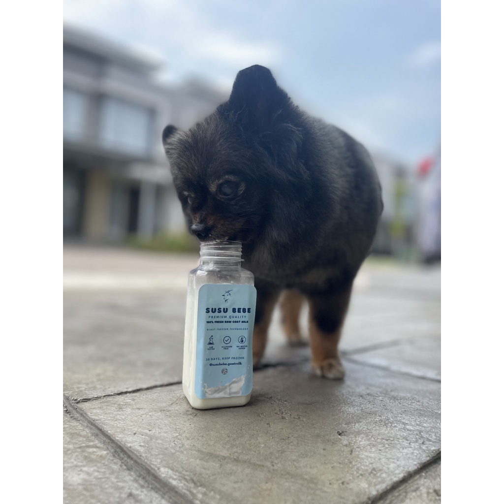 

Susu kambing / susu kambing murni / susu / goat milk / bebe