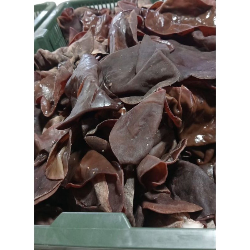 

Jamur Kuping Segar 1 kg