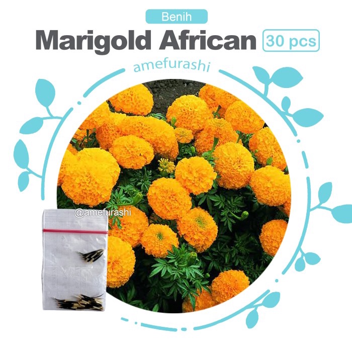 Benih / BIbit / Seed Bunga Marigold African Crackerjack Mudah Tumbuh