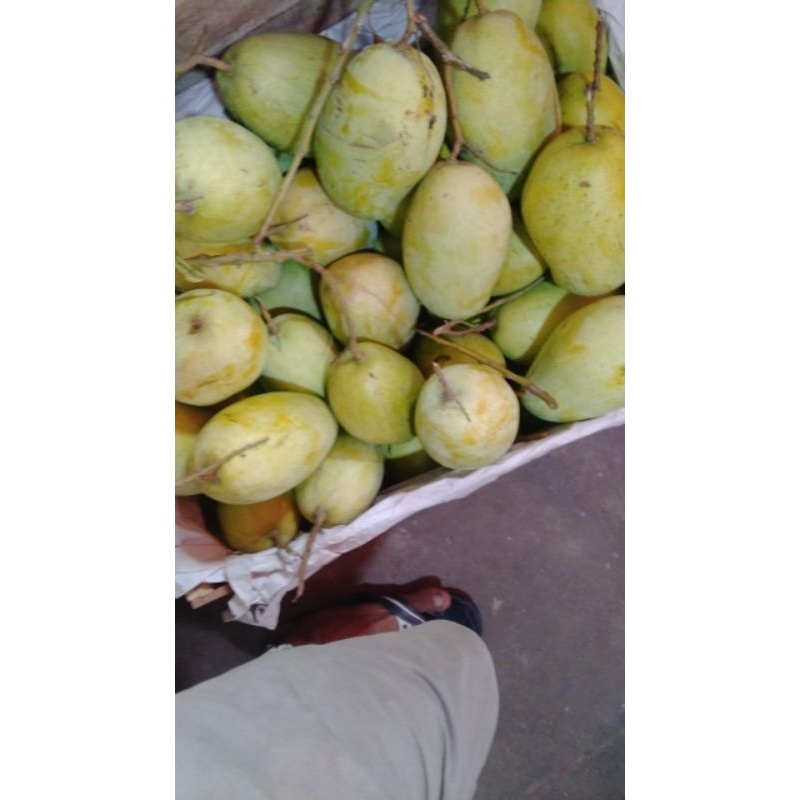 

Mangga Indramayu 500 gr/1 kg