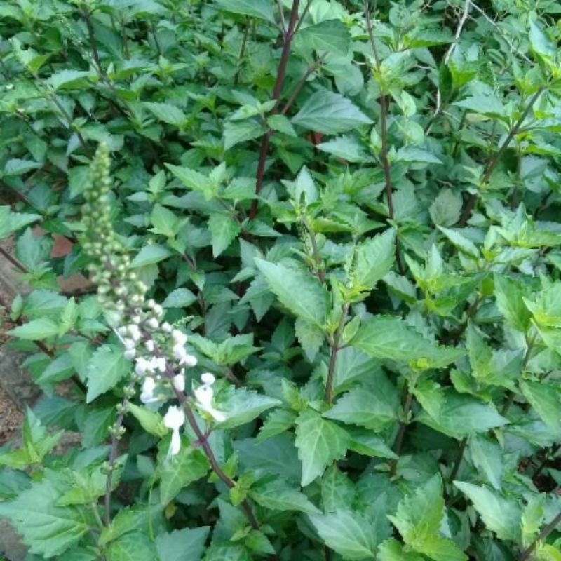 

AQS Daun kumis kucing segar tanaman herbal/teradisional batu ginjal