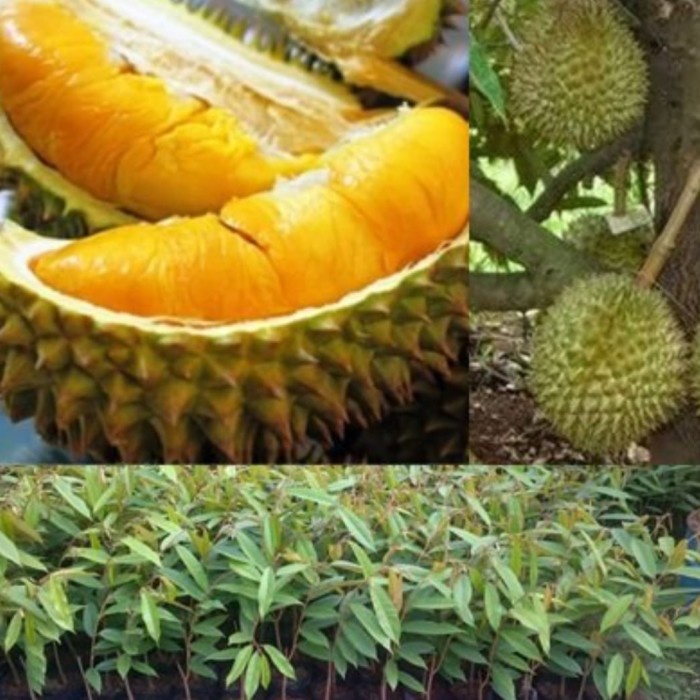 

HJK bibit durian musangking okulasi