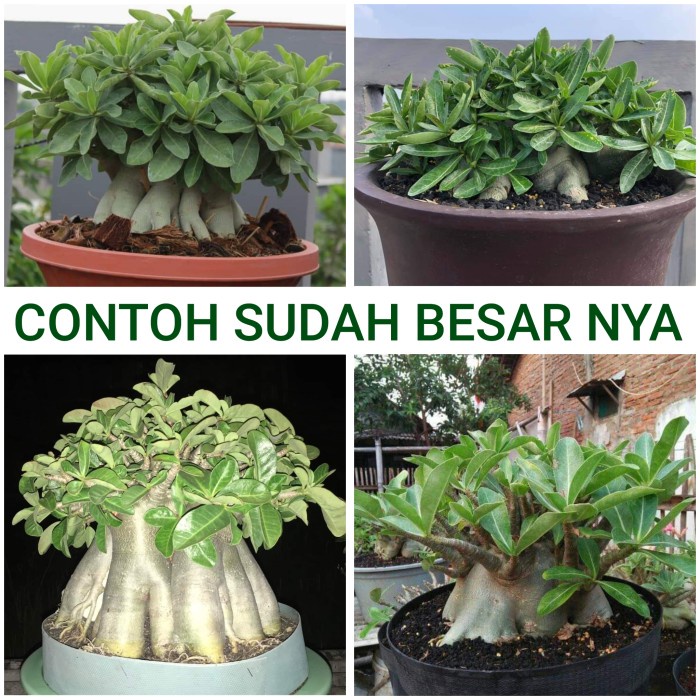 Sale Terbatas Adenium Godji Kamboja ( Pohon Bukan Biji ) Aman