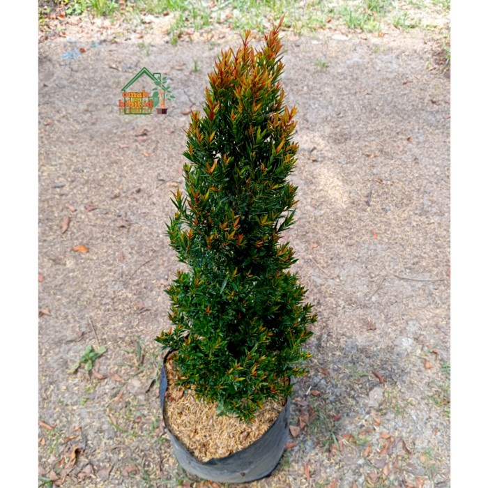 Sale Terbatas Tanaman Pucuk Merah Micro Aman