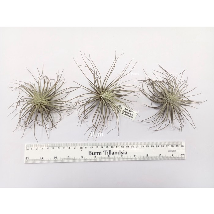 Promo Terbatas Tillandsia Magnusiana - Bumi Tillandsia Air Plants Tanaman Hidup Tanpa Tanah Aman