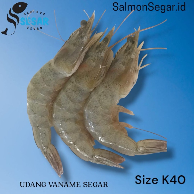 

Udang Vaname Segar - Udang Segar K40