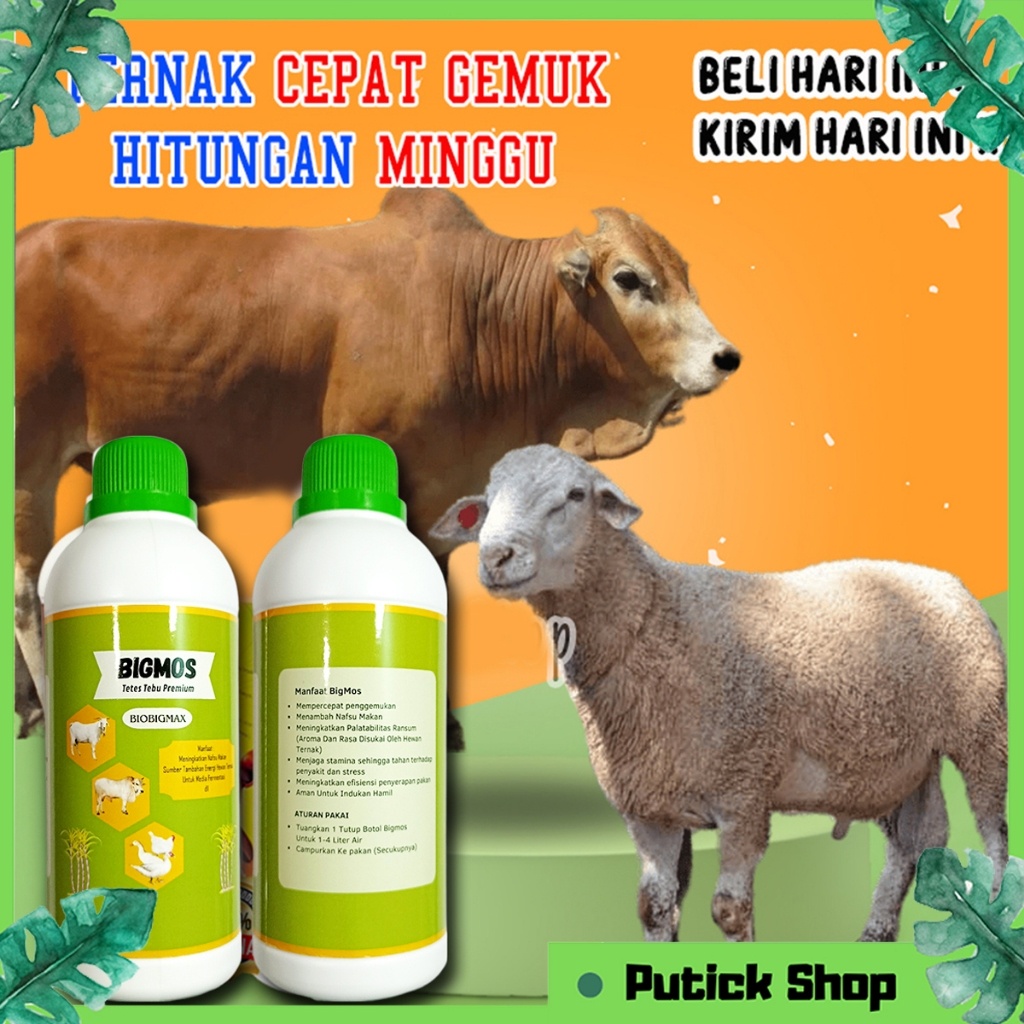 Ready Vitamin Kambing Sapi Biar Gemuk BIGMOS Obat Kambing Sapi Cepat Gemuk Molase Tetes Tebu Murni