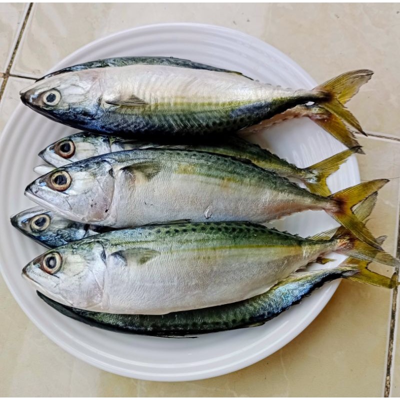 

IKAN BANJAR SEGAR 1KG