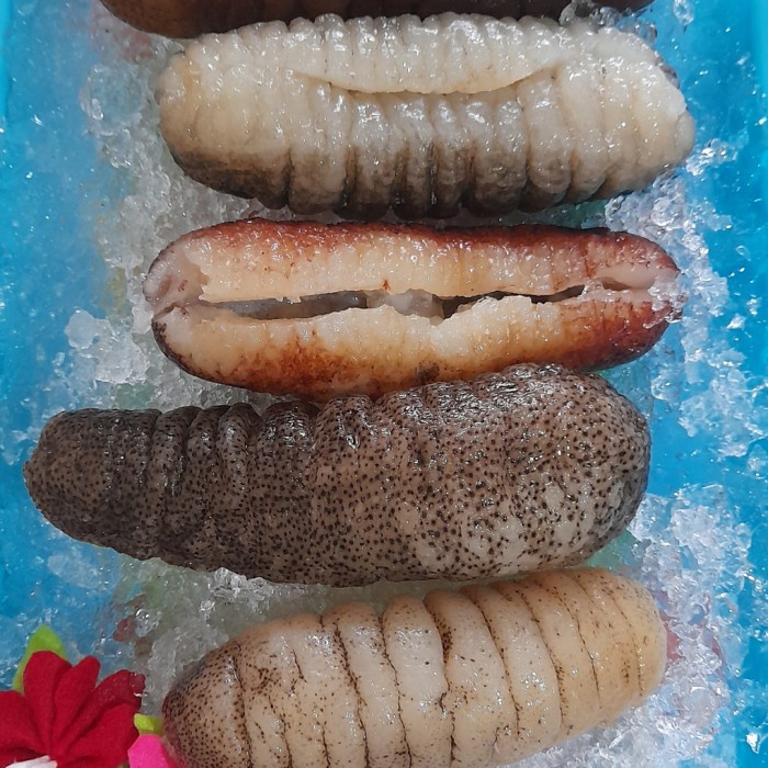 TERIPANG LAUT / SEA CUCUMBER /HAISOM BASAH SIAP MASAK