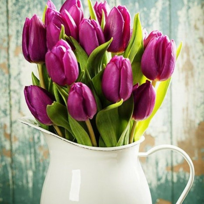 BUNGA TULIP FRESH ASLI