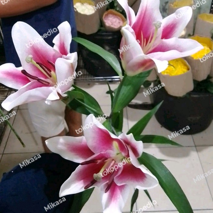 BUNGA LILY MERAH PUTIH BUNGA TANGKAI ASLI SEGAR
