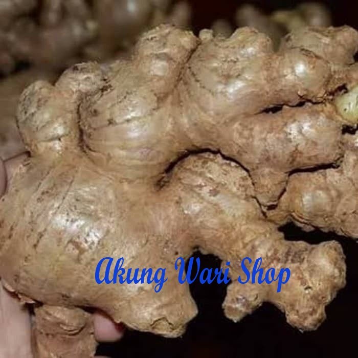 

Jahe Gajah Super / Jahe Putih / Asli medan