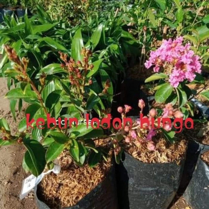 [BestSeller] Tanaman Bibit bunga sakura jepang sudah berbunga