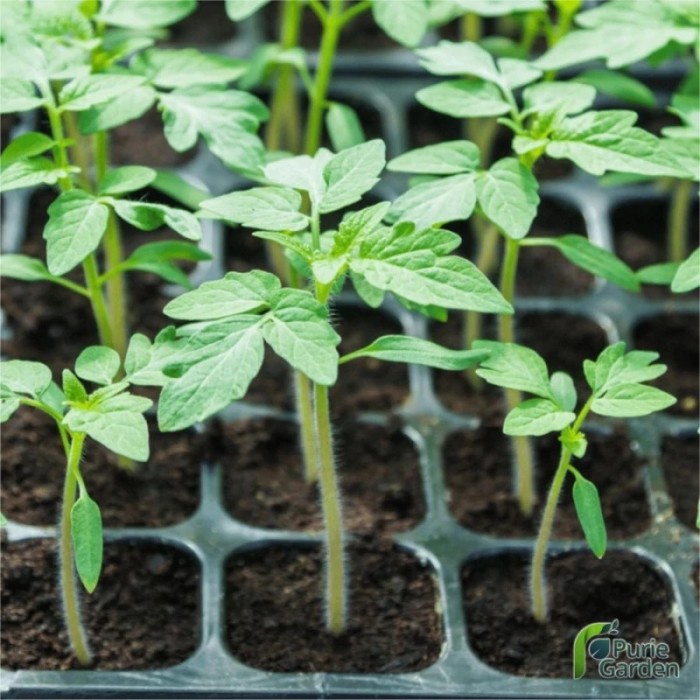 [BestSeller] Tray Semai Pot Tray Penyemaian Bibit Tanaman 200 & 100 Lubang PG SBY