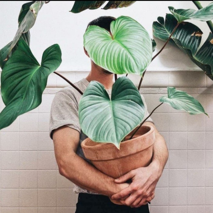 [BestSeller] Tanaman hias homalomena rubescens - homalomena hijau - homalomena