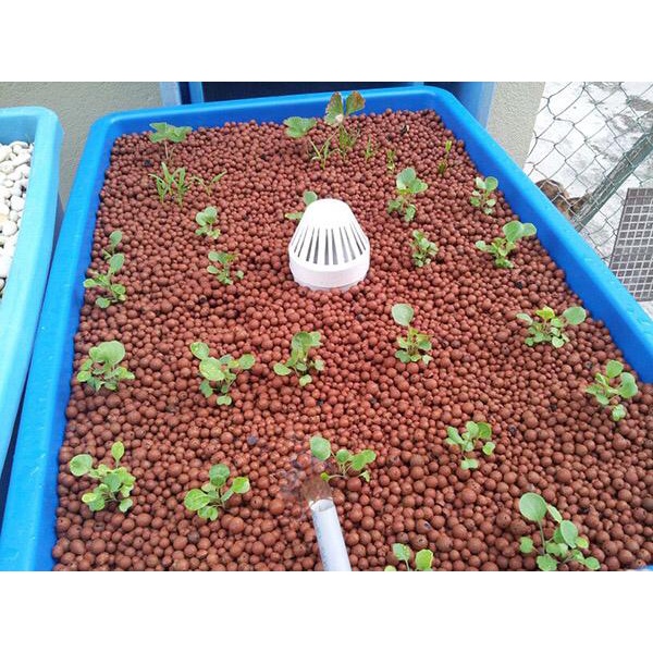 Media tanam hydroton hidroton