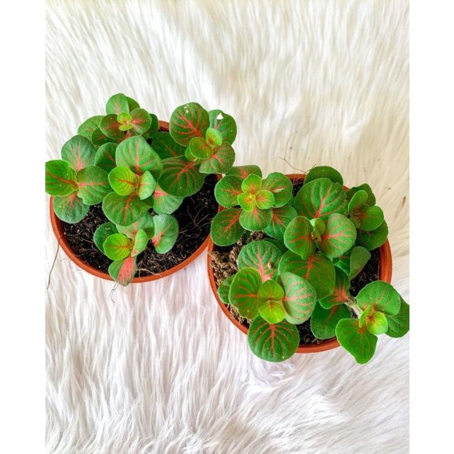 Fittonia Fortissimo import