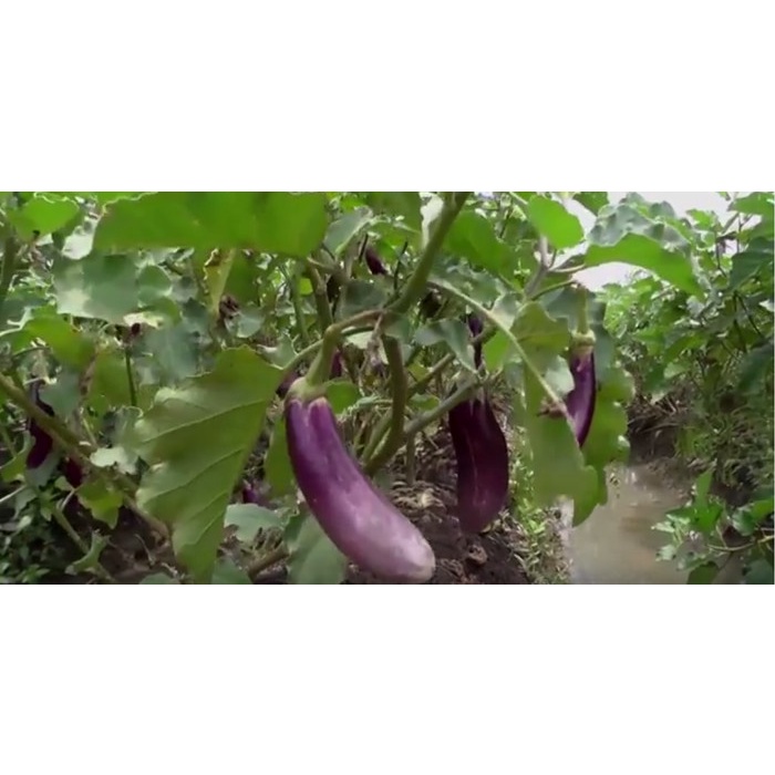 Benih/Bibit Terong Ungu Mustang F1 (Cap Panah Merah)
