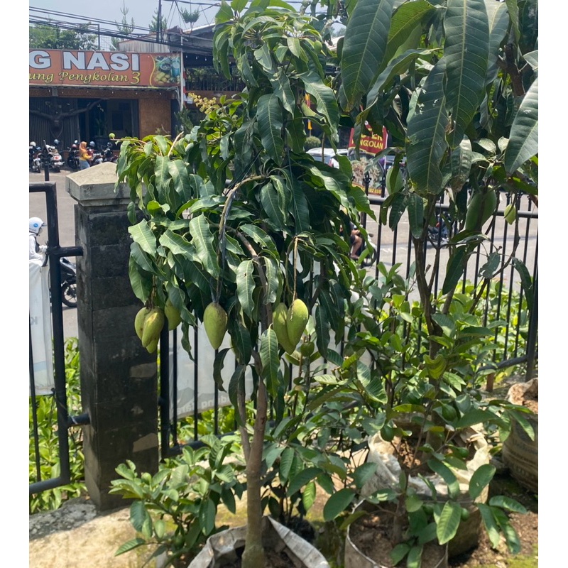 {{ tanaman buah mangga // pohon mangga sudah berbunga // berbuah Ready}}