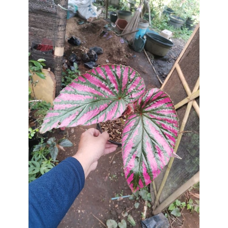 {{ Begonia rex wallet violet / begunia brevirimosa walet / begonia merah terang Ready}}