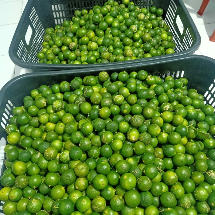 

1 KG (ukuran Sedang-Besar) sonkit / Kasturi / Kalamansi / Lemon cui
