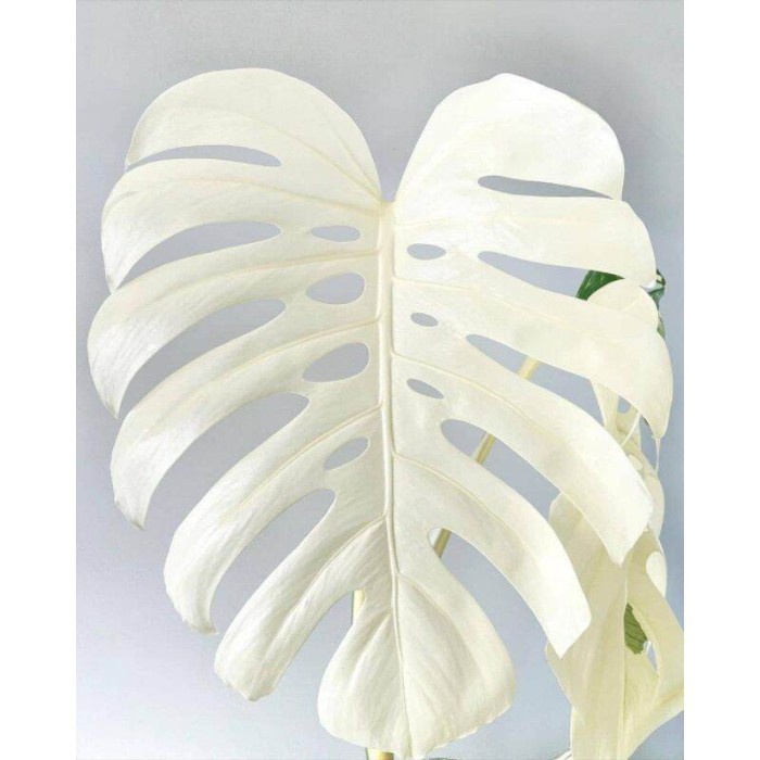 (BestSeller) bonggol monstera marmorata variegata albino