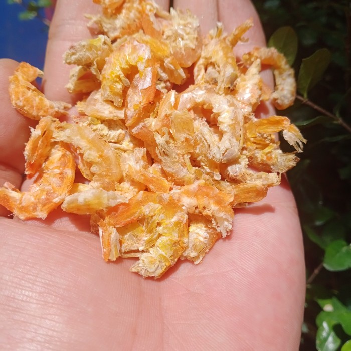 

hebi/ebi Kalimantan super