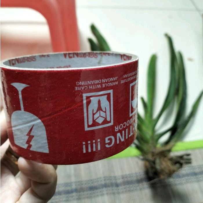 

Produk Viral Lakban Merah // 5 Vanda Rhyconsylis Cod