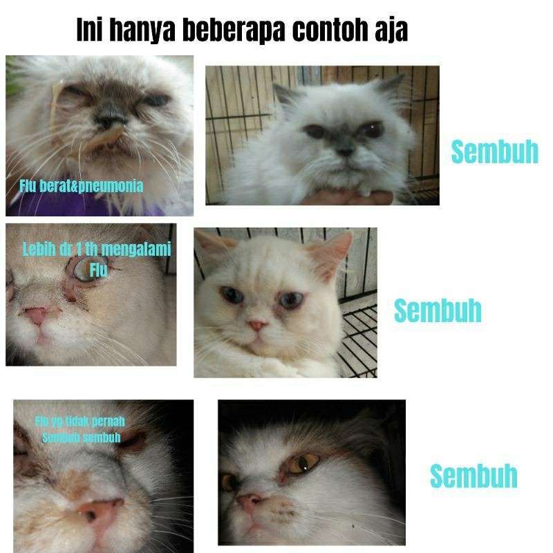 [READY] obat flu kucing/flu berat flu menahun dan ampuh