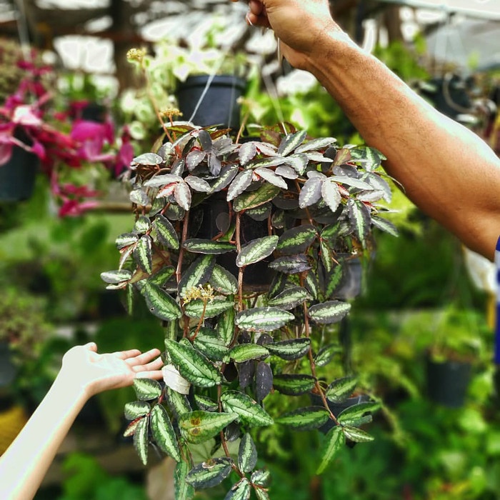 Tanaman Hias Gantung Daun - Elatostema Repens