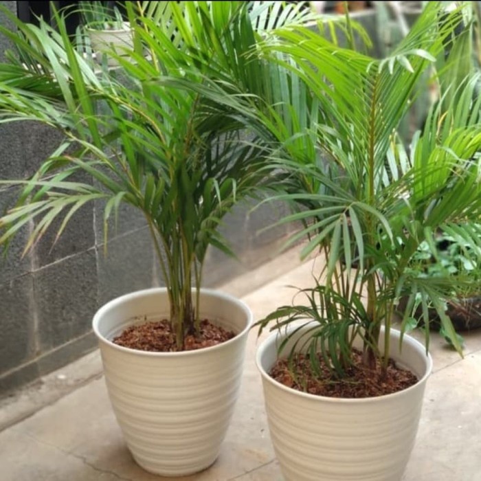 Pohon Palem Kuning 1 Meter