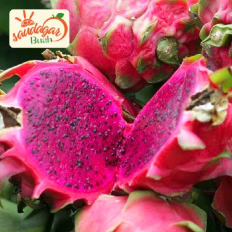 

BUAH NAGA MERAH MANIS 1KG WE!