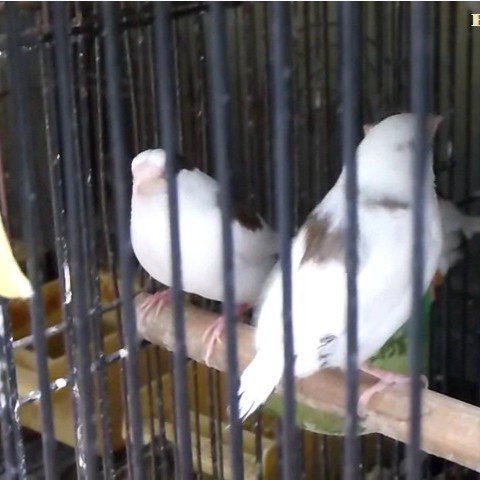 burung emprit jepang emje sepasang istimewa