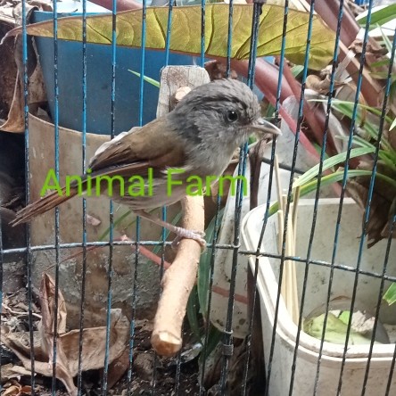 Burung Flamboyan Gacor Nyuling jinak Sudah makan pur