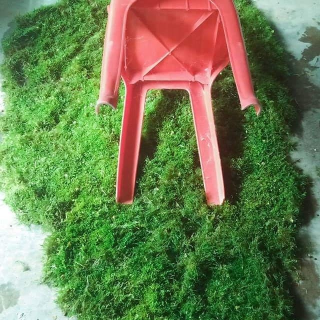PREMIUM moss darat atau emersed moss nampan 40cm x 20cm