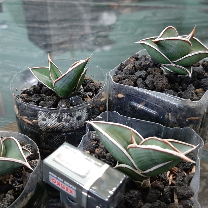 Sanse / Sanseviera Rorida 1 Pot Kode 096