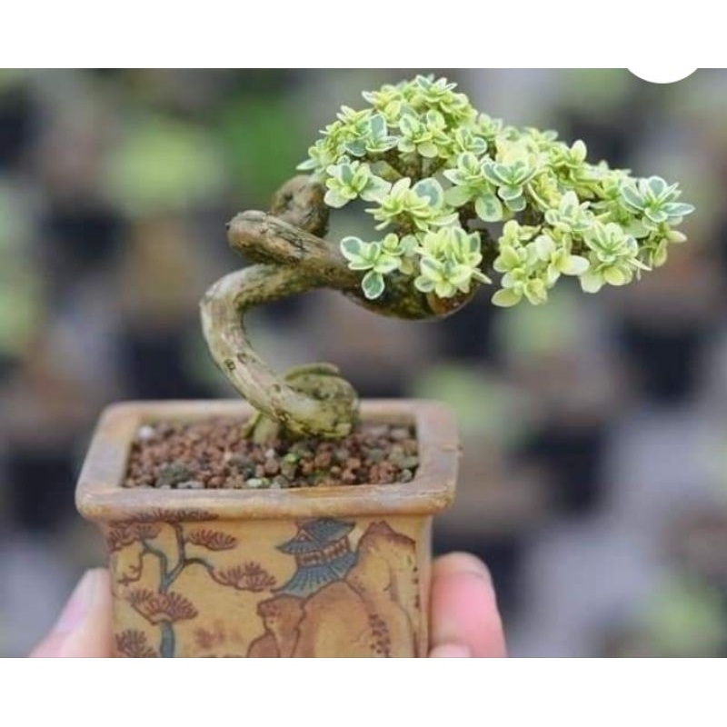 {{ Bonsai Sancang Varigata Ready }}