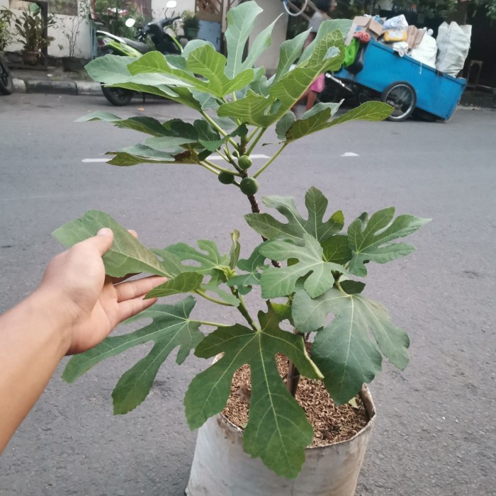 READY POHON BUAH TIN GREEN JORDAN SUDAH BERBUAH / TANAMAN BUAH TIN COD
