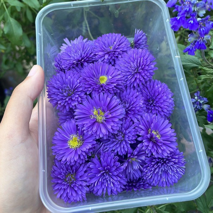 

Lezat- Aster edible flower