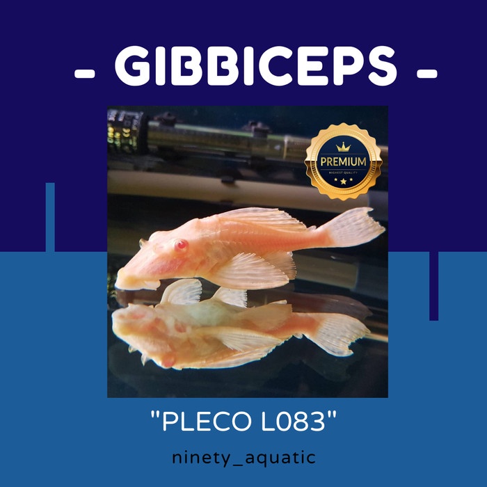 PREMIUM gibbiceps pleco albino l083 - sapu sapu mentega