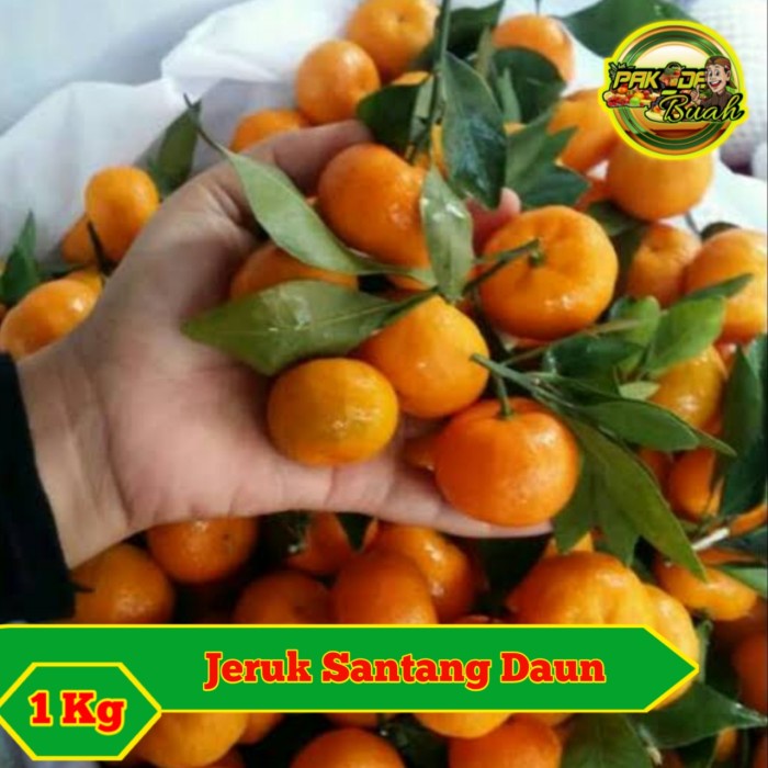 

Lezat- JERUK SANTANG DAUN SEGAR / BUAH SEGAR & FRESH / 1 KG